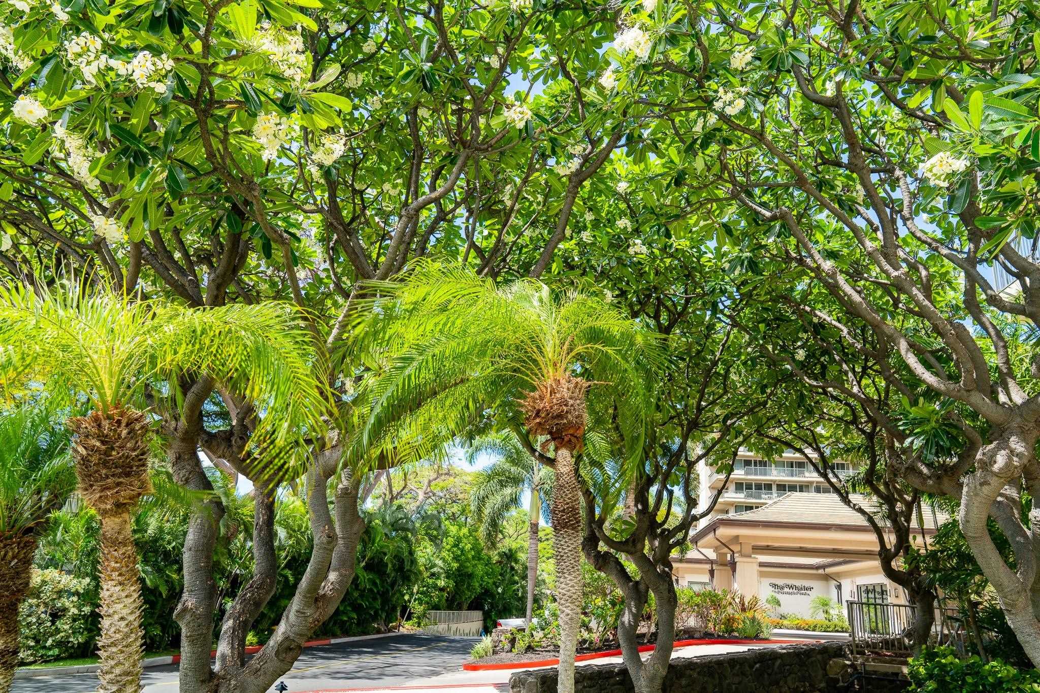 2481 Kaanapali Pkwy Property Photo 16