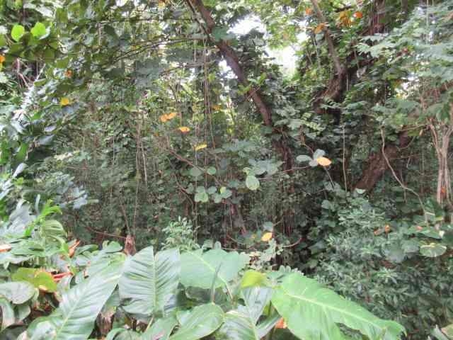 Hana Hwy Property Photo 8