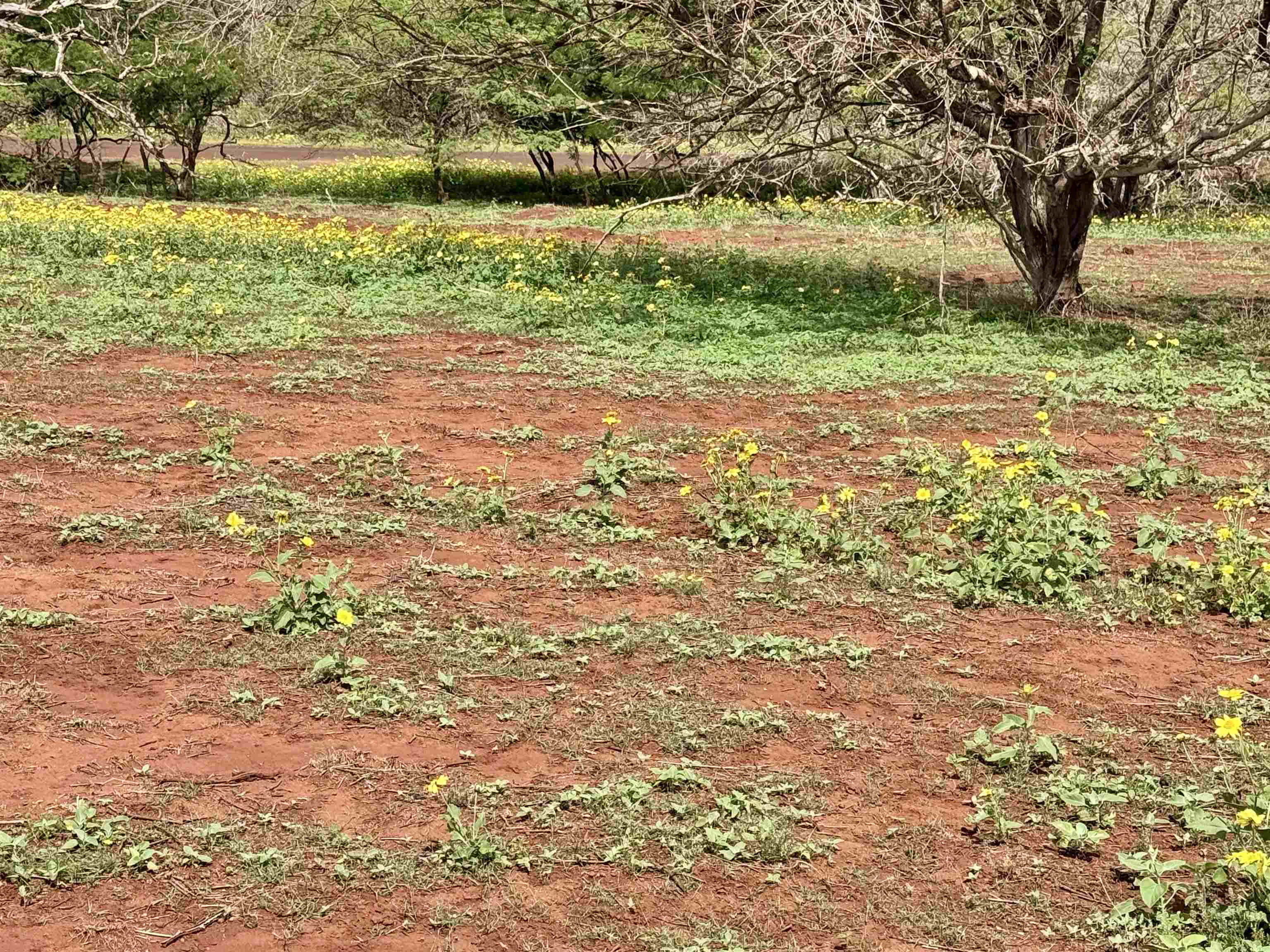 0 Pa Loa Loop Property Photo 16