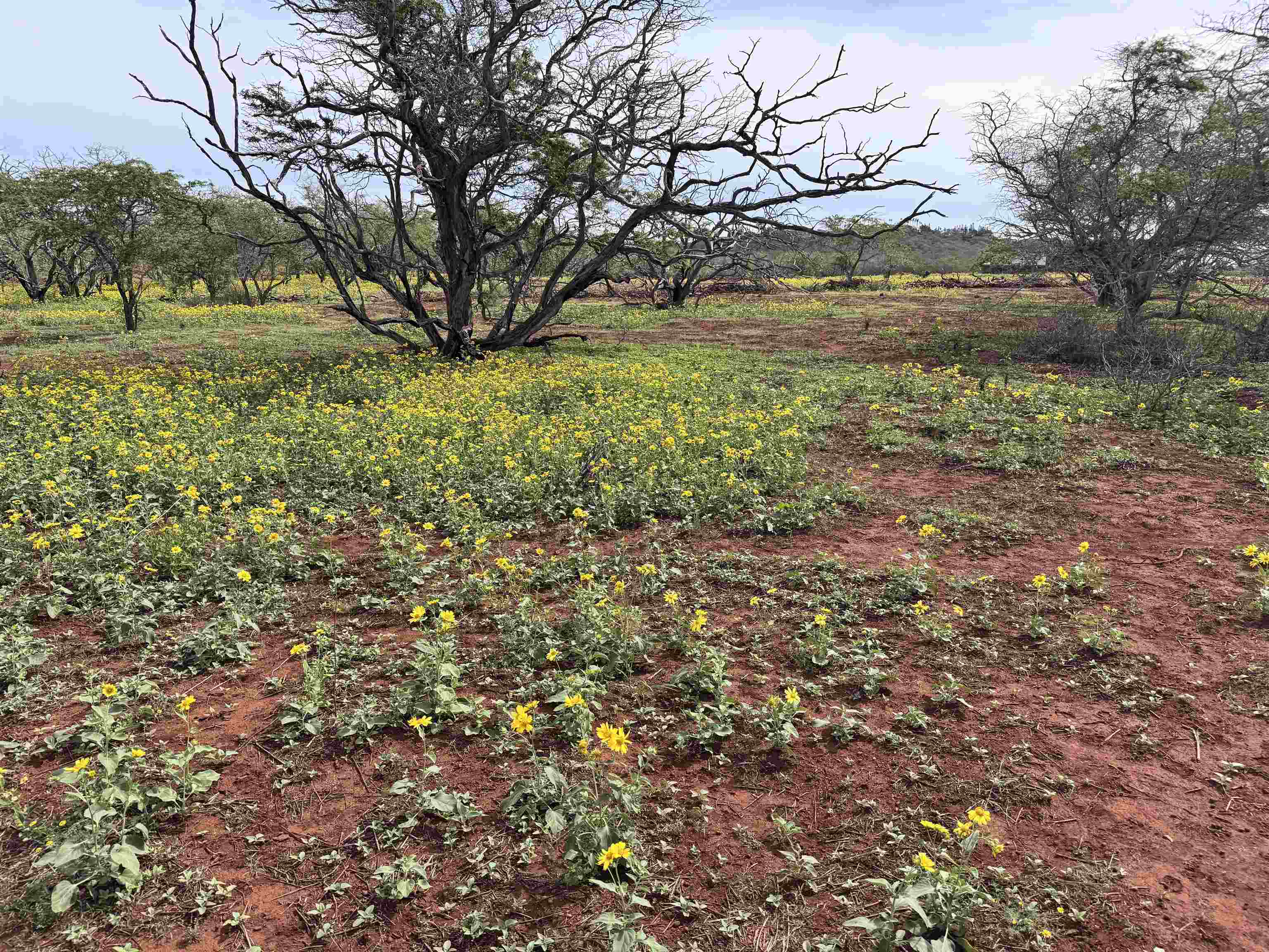 0 Pa Loa Loop Property Photo 17