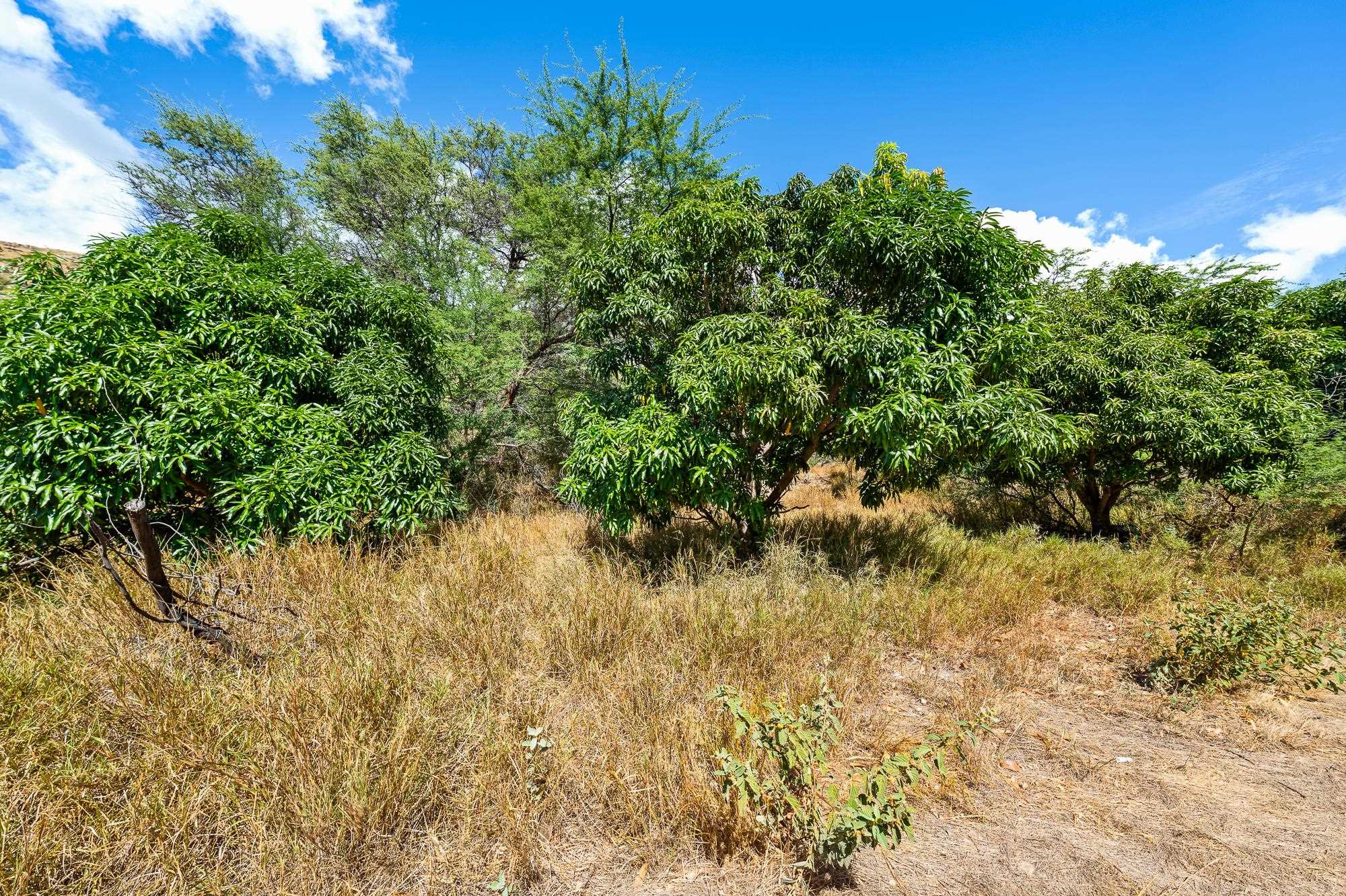 0 Paekii Pl Property Photo 41