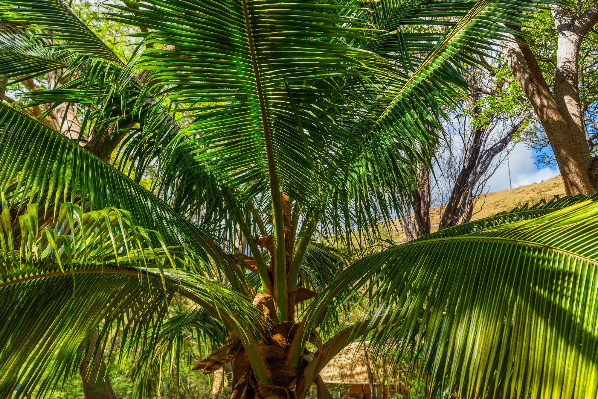 0 Paekii Pl Property Photo 49