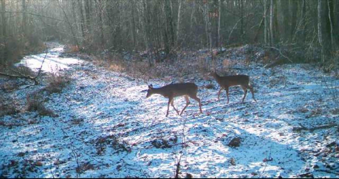 5770 N Bell School Road Property Photo 1