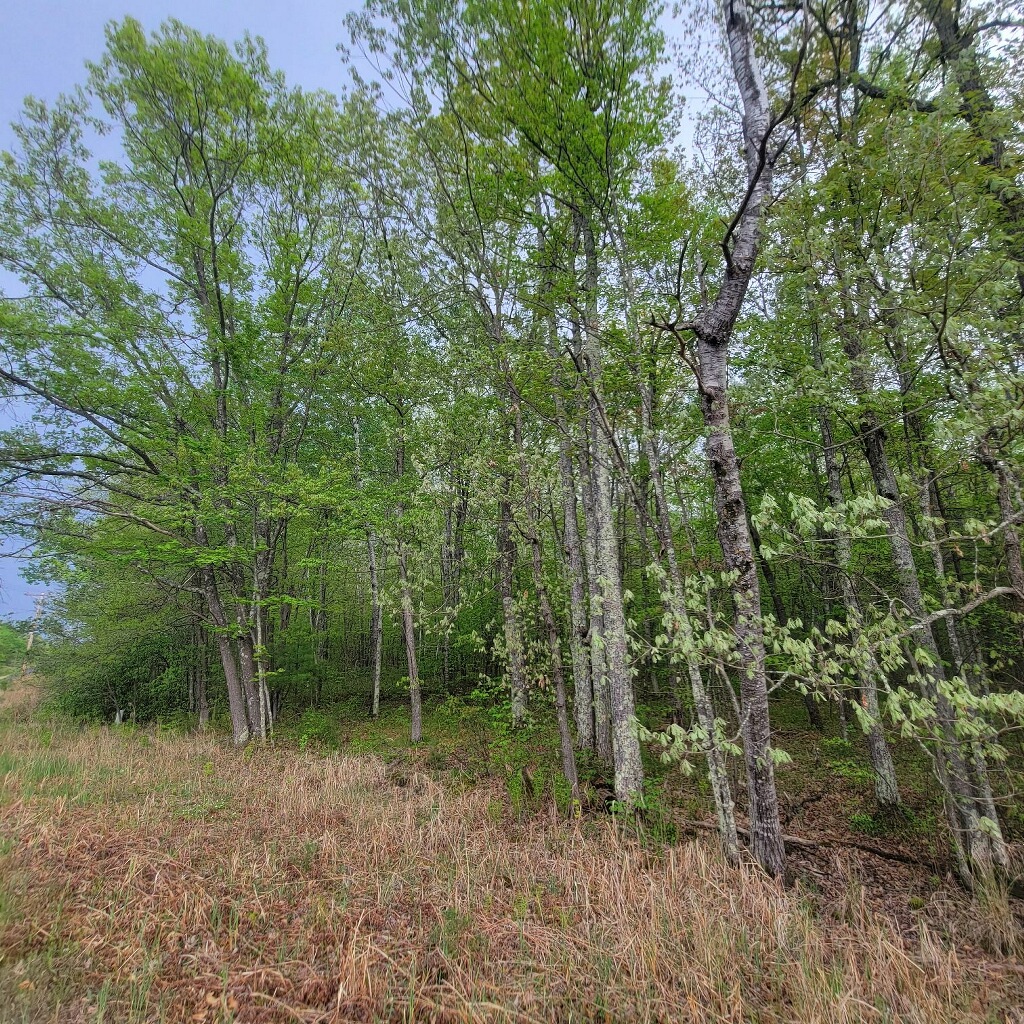 Lot 11 County Road A