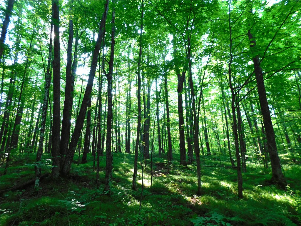 80 Acres Off Of County Road O Property Photo 1