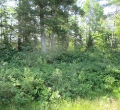 Lot 2 State Road 27/70 Property Photo 7