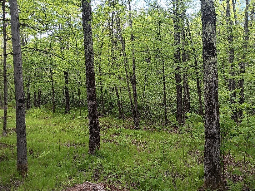 N10095 Woodland Lane Property Photo 1