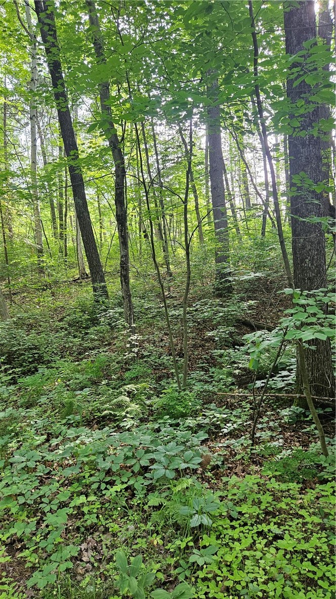 Lots 19-25 John Ericsson Avenue Property Photo 12