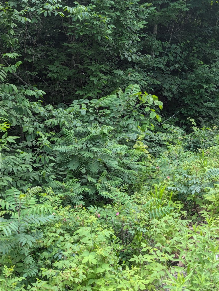 Lot 1 165th Avenue Property Photo 13