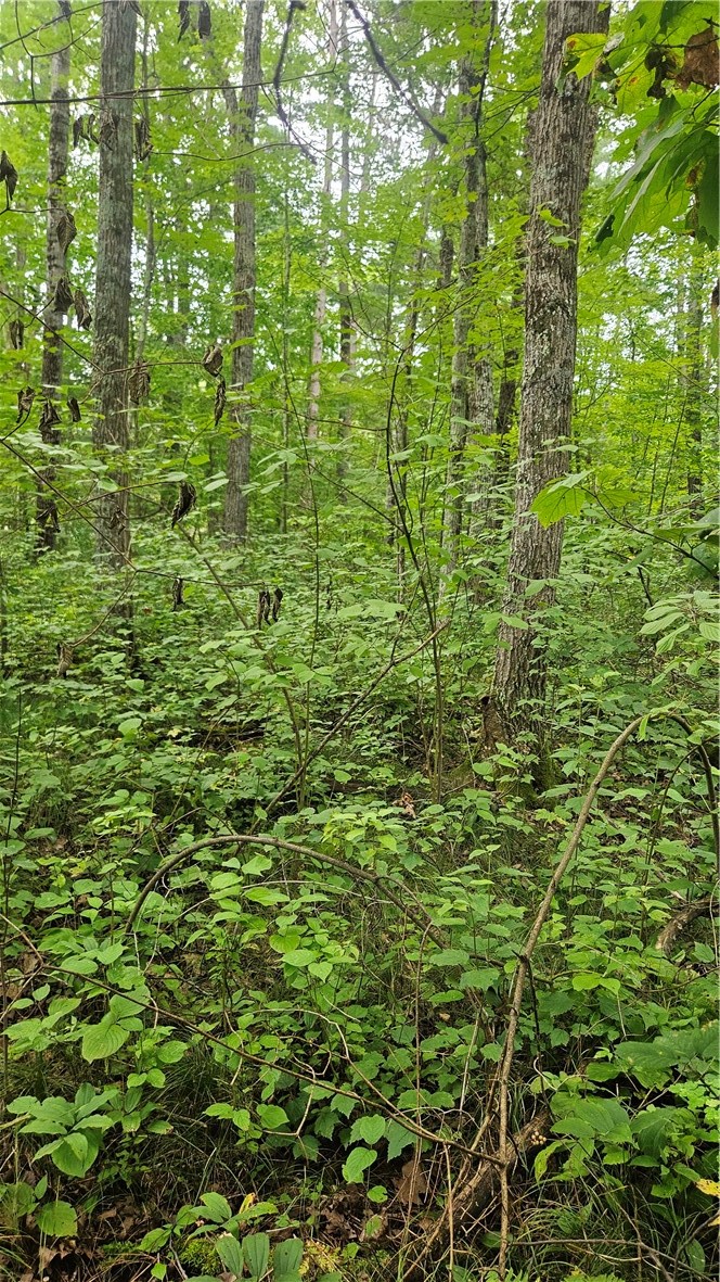 Lots 1-2, 34-40 Blk 2 County Road K Property Photo 3