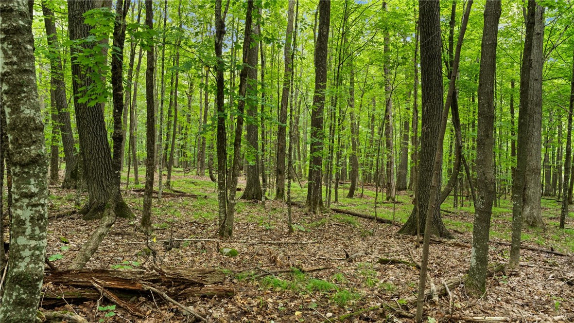 1,923 Acres County Highway C & Comet Road Property Photo 43