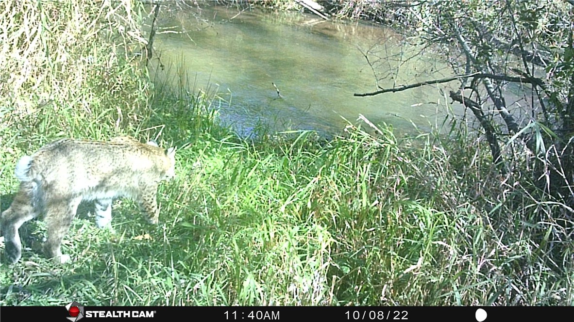 0 S Lowes Creek Rd Road Property Photo 2