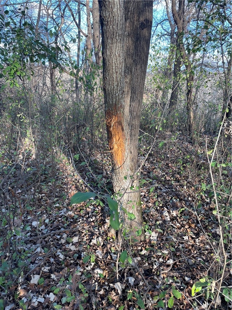 0 S Lowes Creek Rd Road Property Photo 15