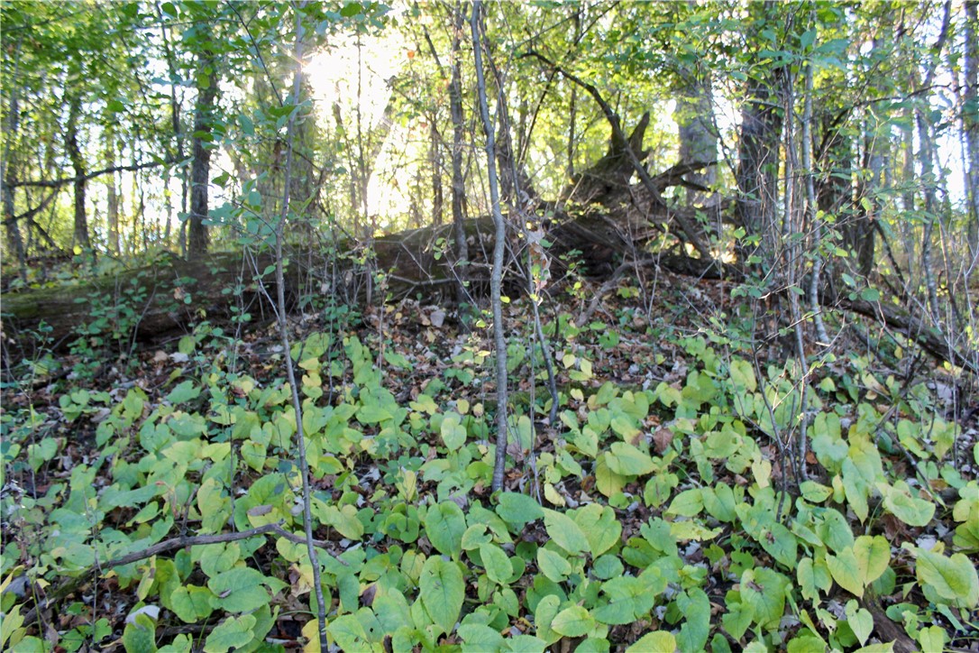 0 S Lowes Creek Rd Road Property Photo 48