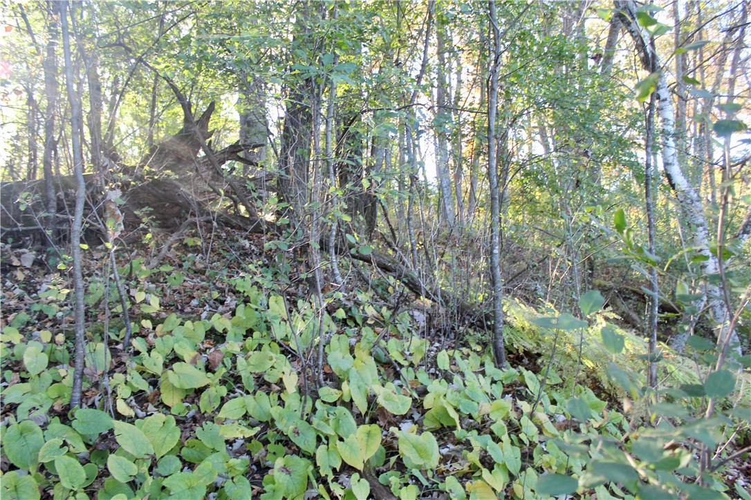 0 S Lowes Creek Rd Road Property Photo 49