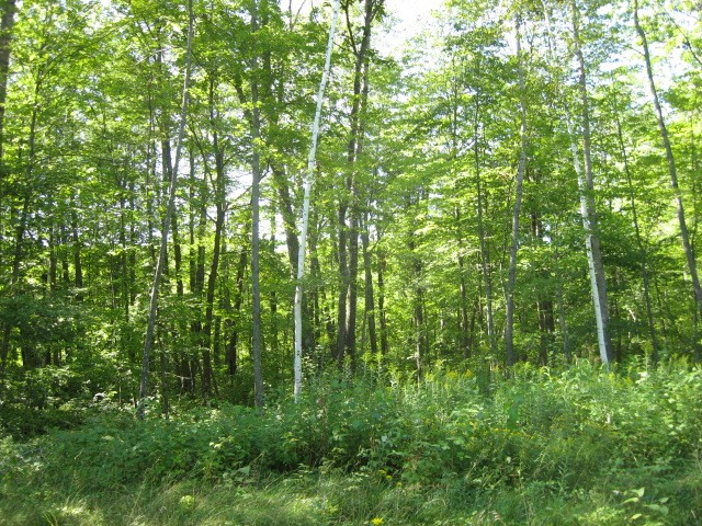 Lot 1 Timber Wolf Drive Property Photo 6