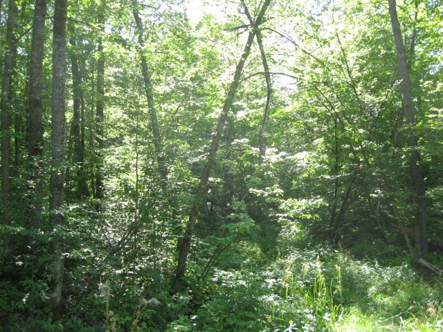 Lot 1 Timber Wolf Drive Property Photo 7
