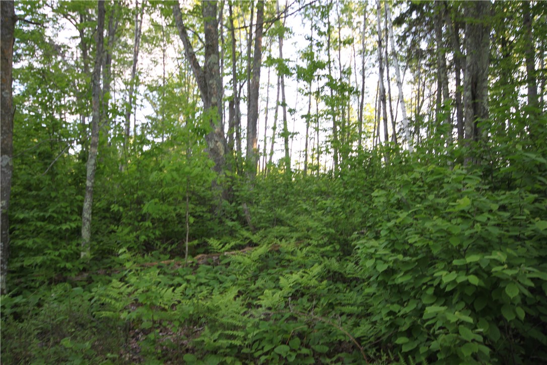 Lot 1 Timber Wolf Drive Property Photo 11