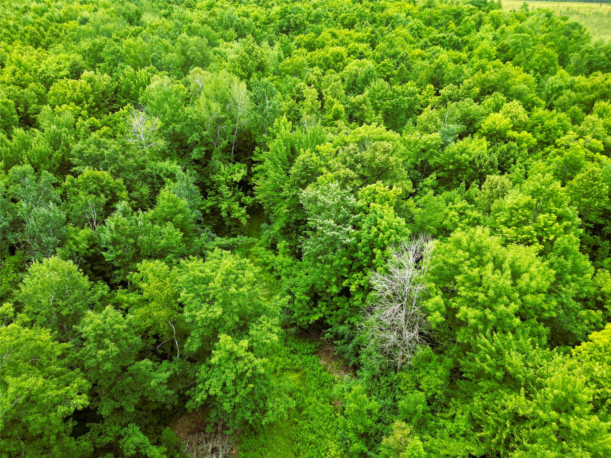 96+ Acres On White Birch Ridge Road Property Photo 14