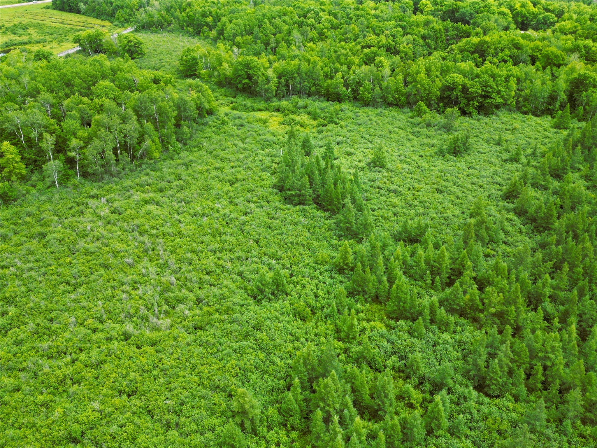 96+ Acres On White Birch Ridge Road Property Photo 17