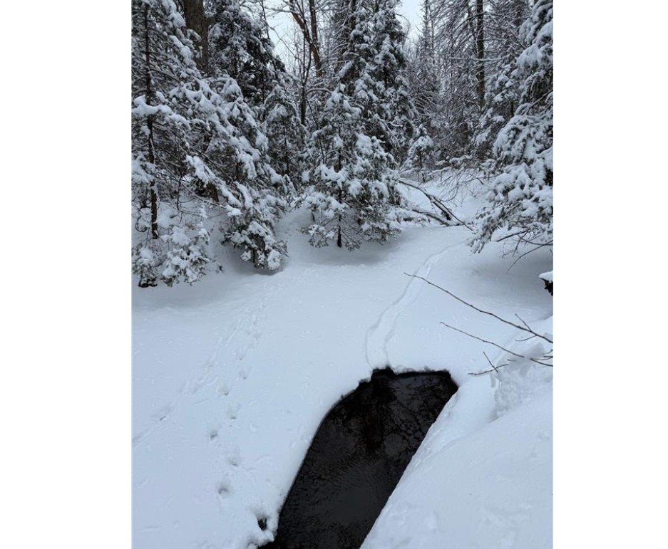 Tbd Wallin Road Property Photo 17