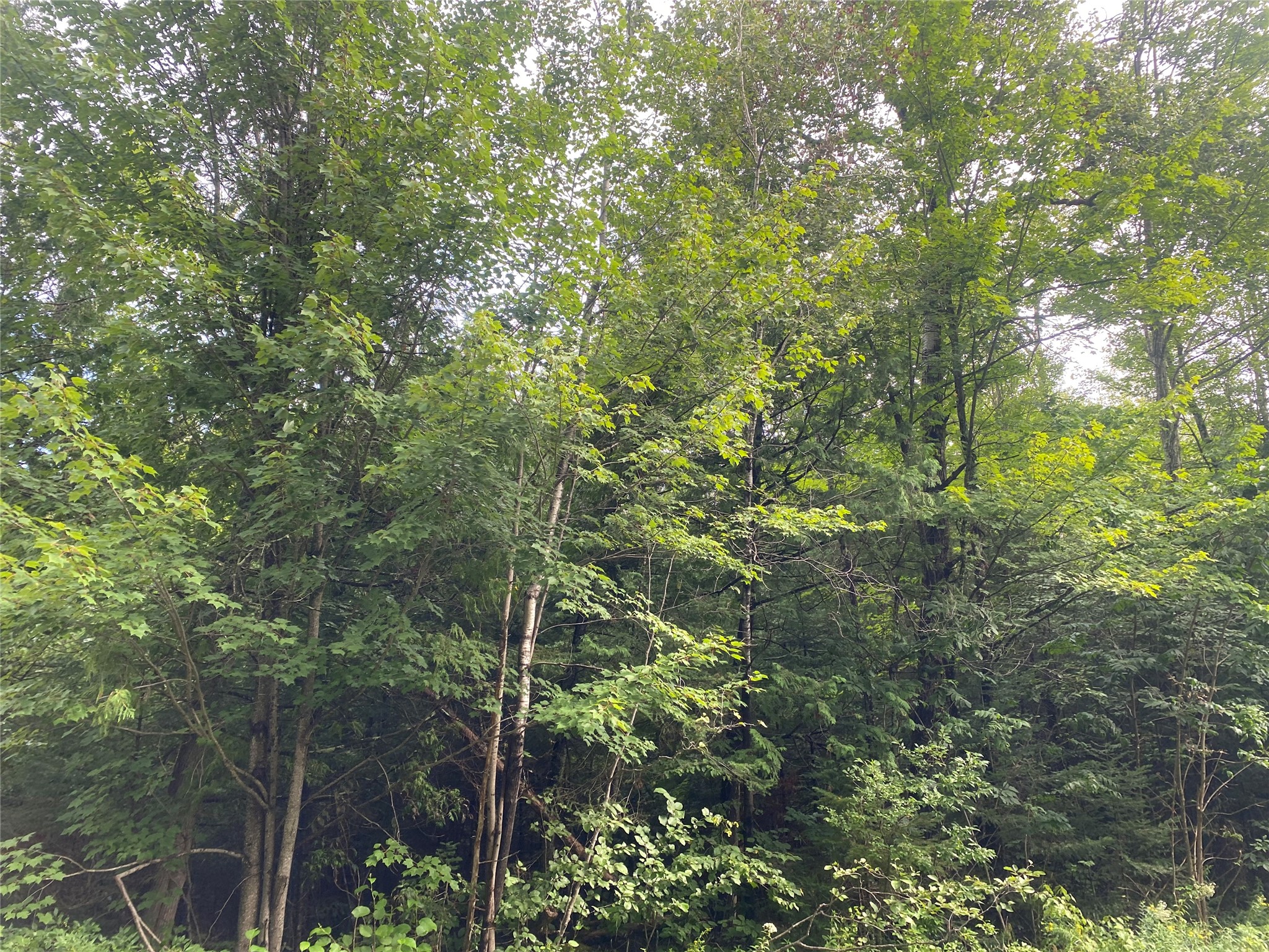 On Maple Ridge Road Property Photo 5