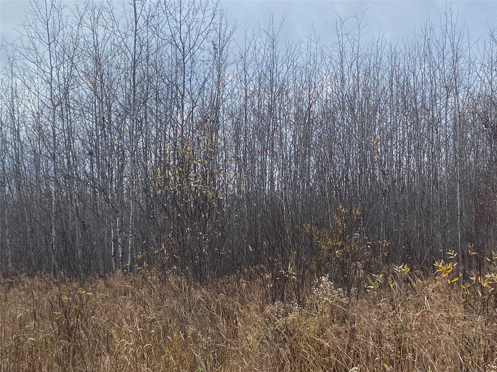 Near Timber Road Property Photo 5