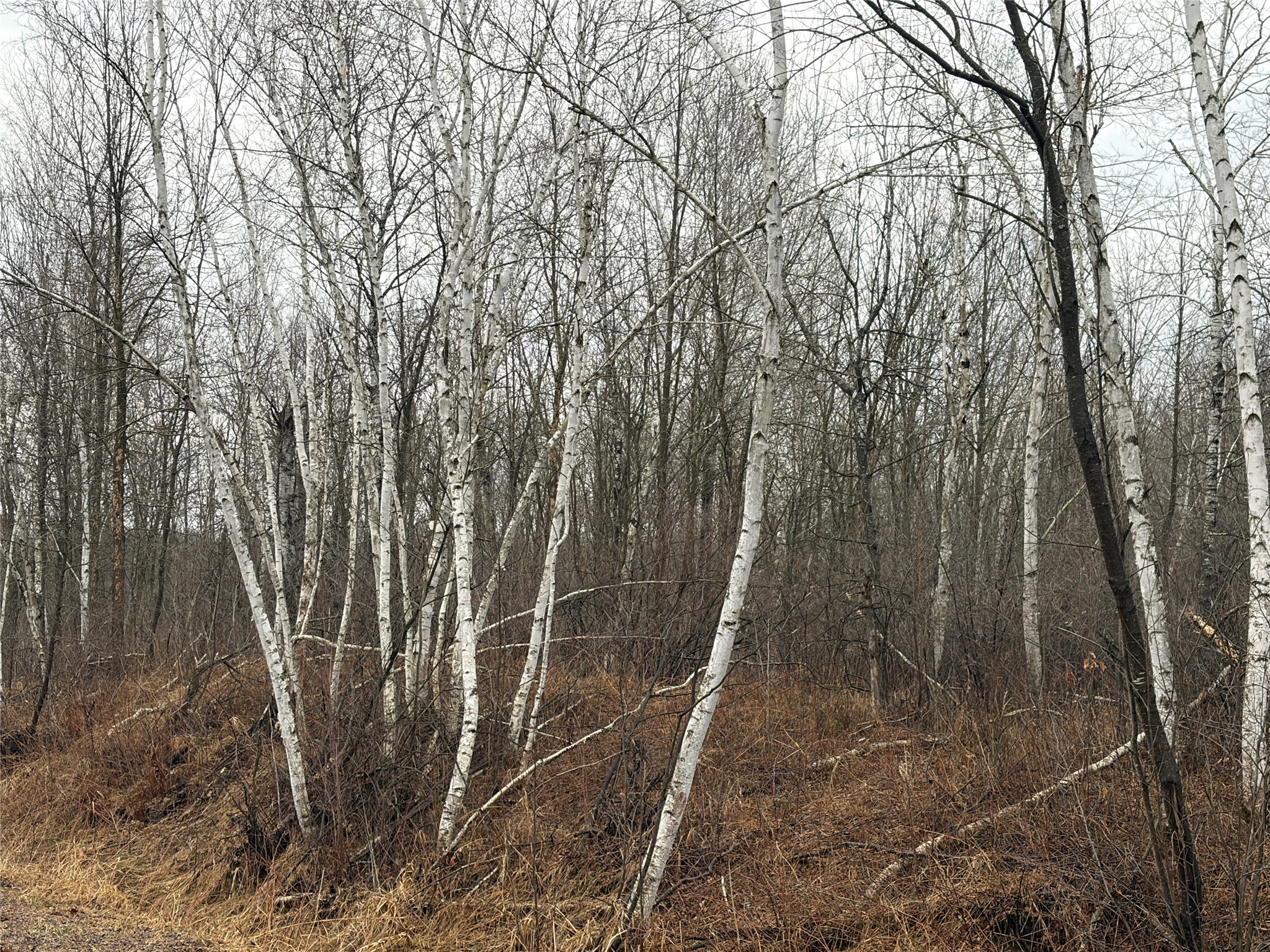 On Sheep Camp Road Property Photo 4