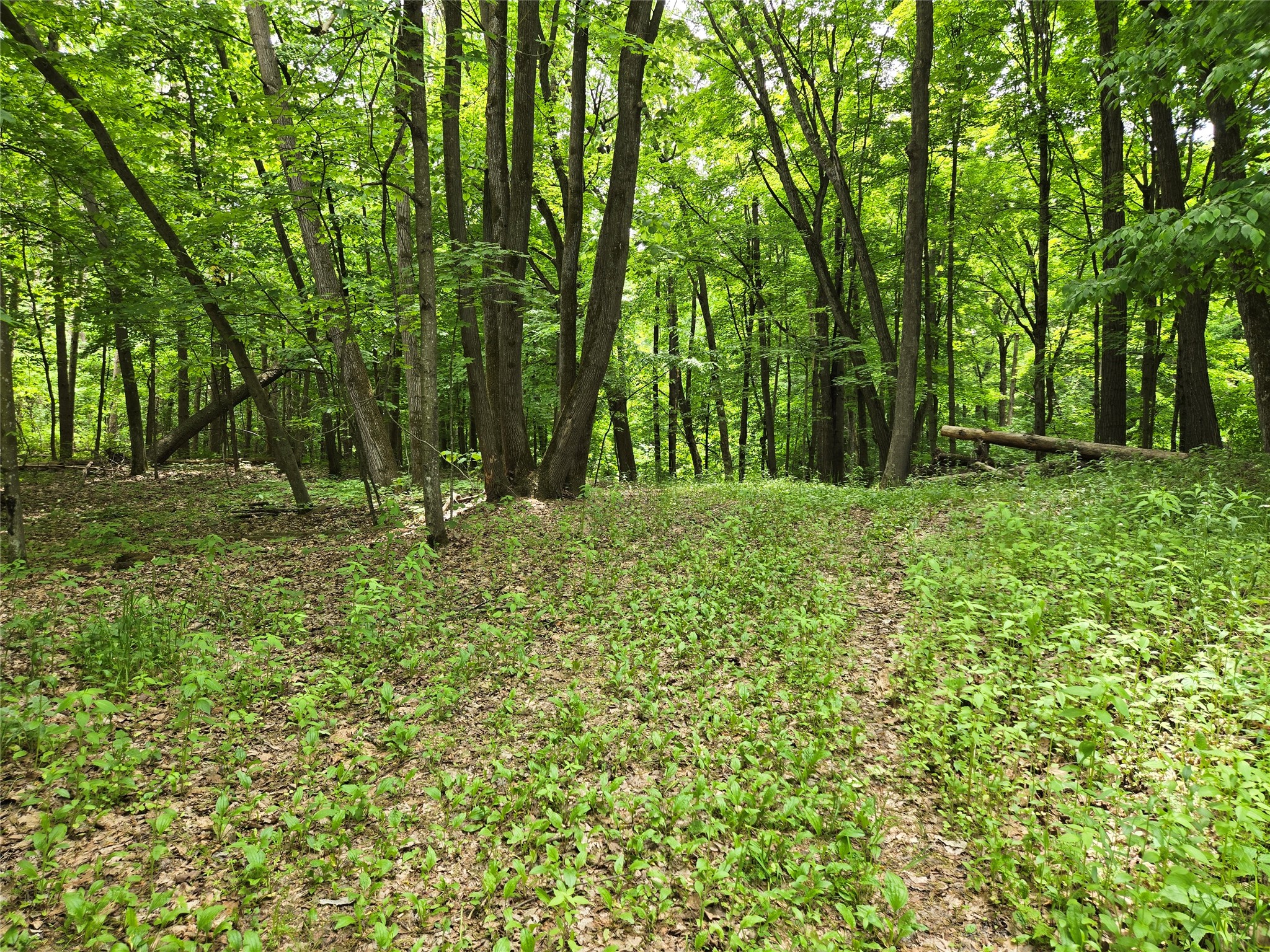 Lot 3 732nd Avenue Property Photo 5