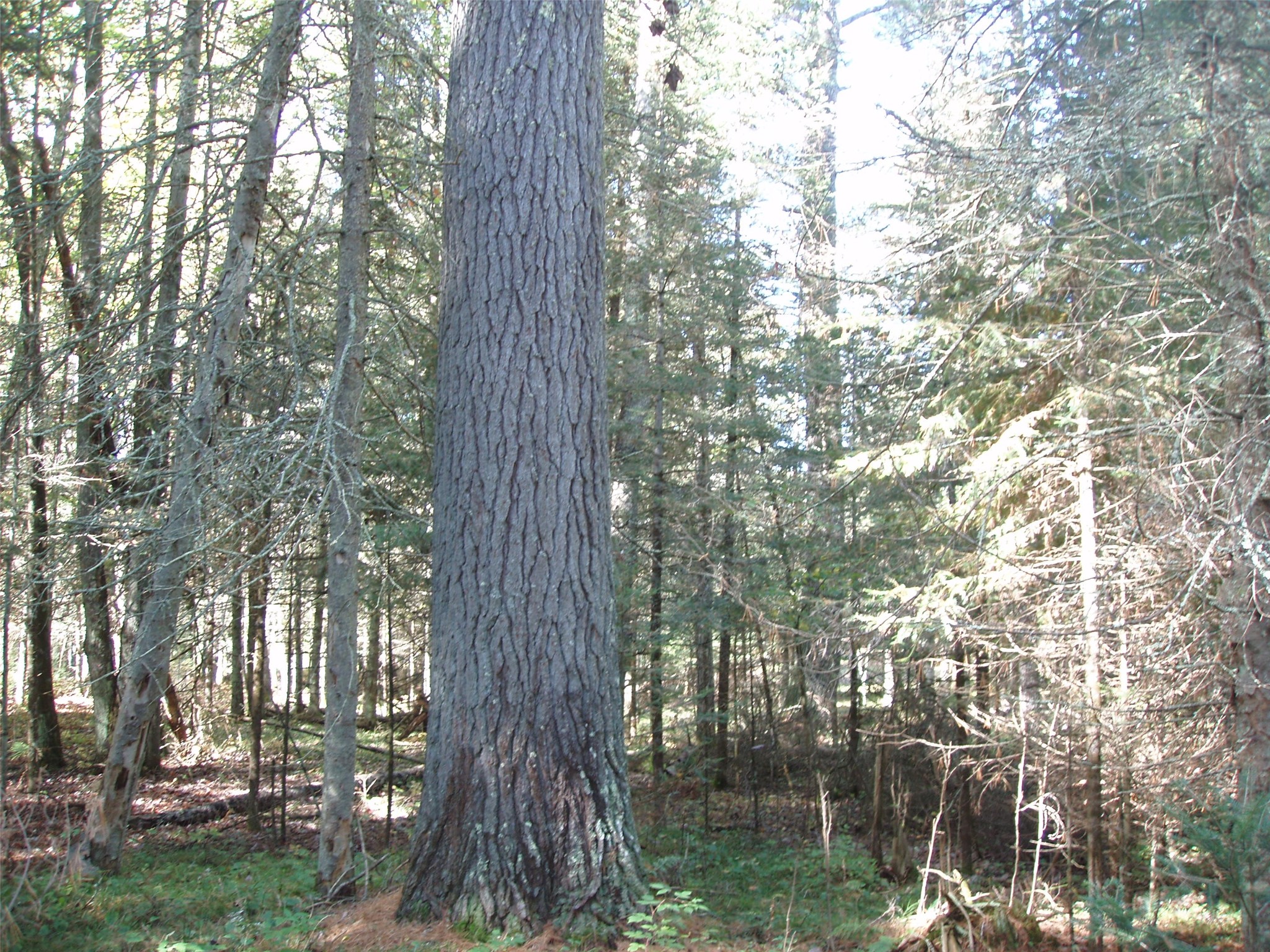 N15671 Evergreen Road Property Photo 9
