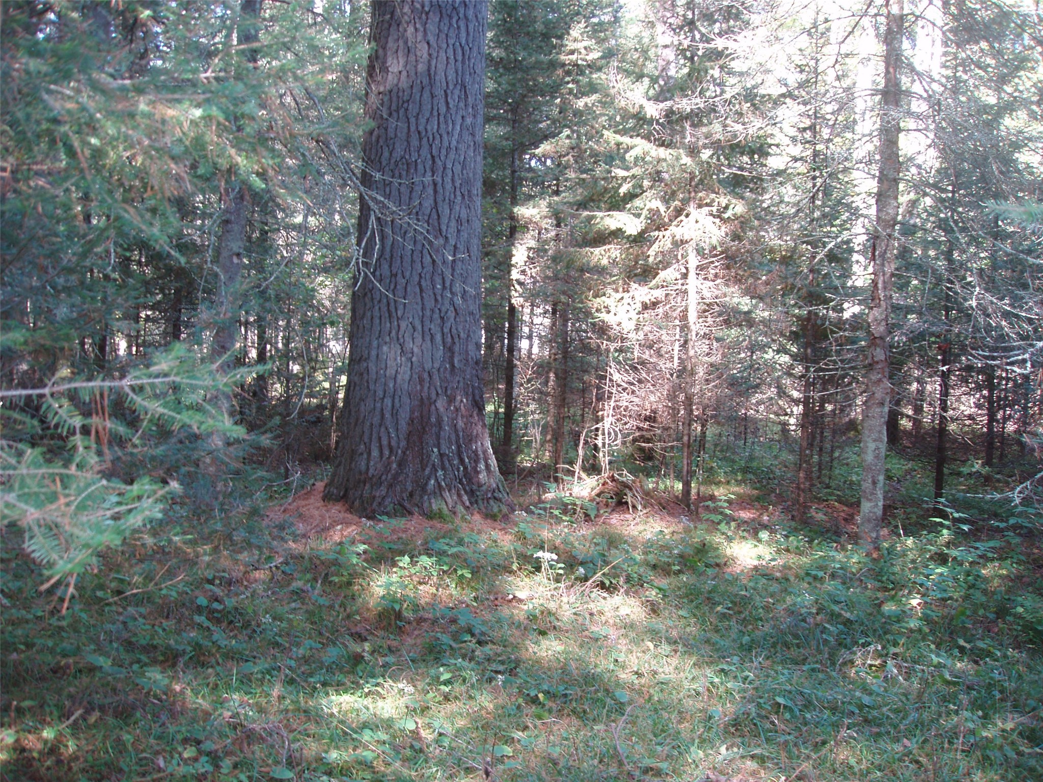 N15671 Evergreen Road Property Photo 12