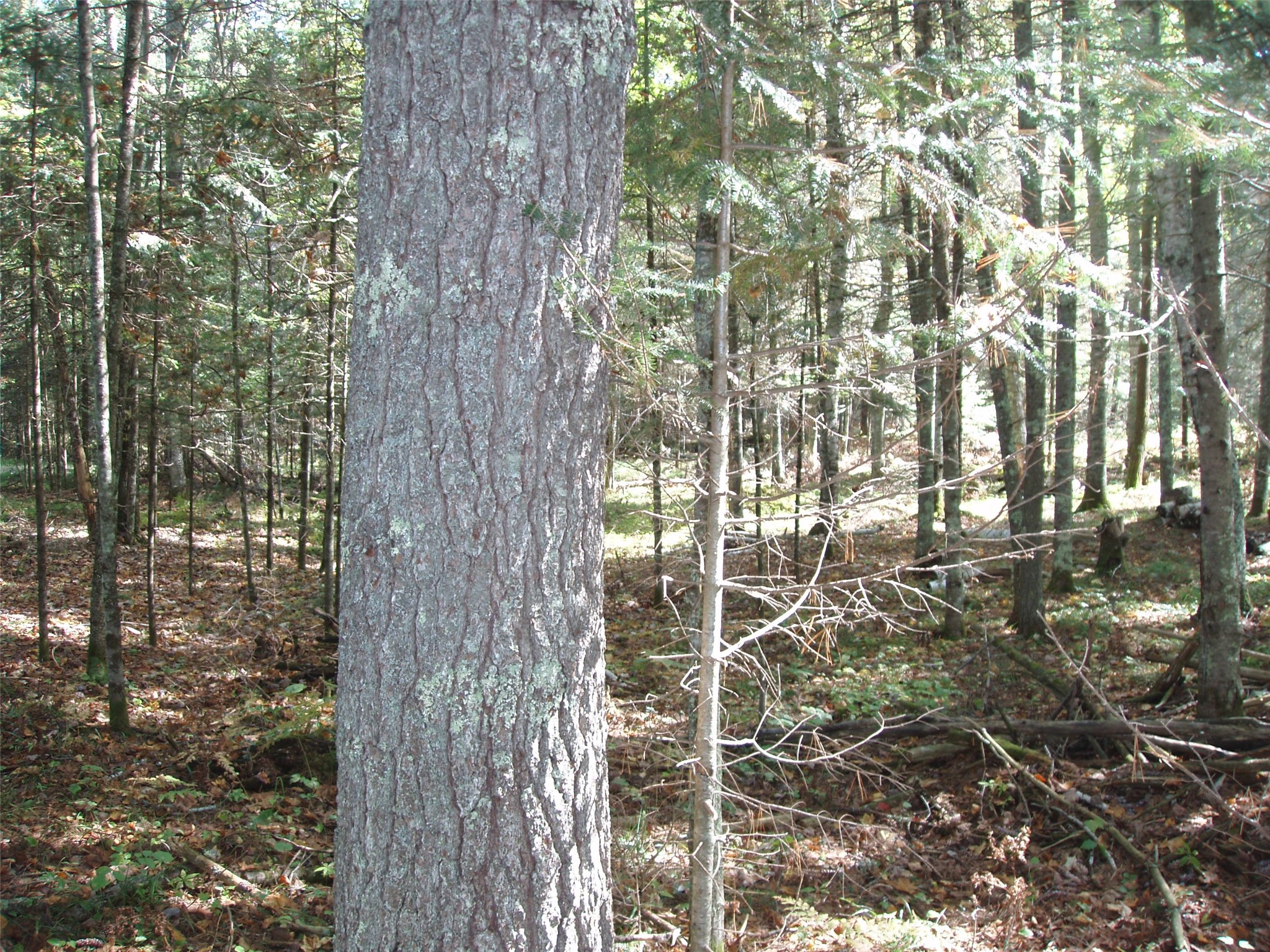 N15671 Evergreen Road Property Photo 22
