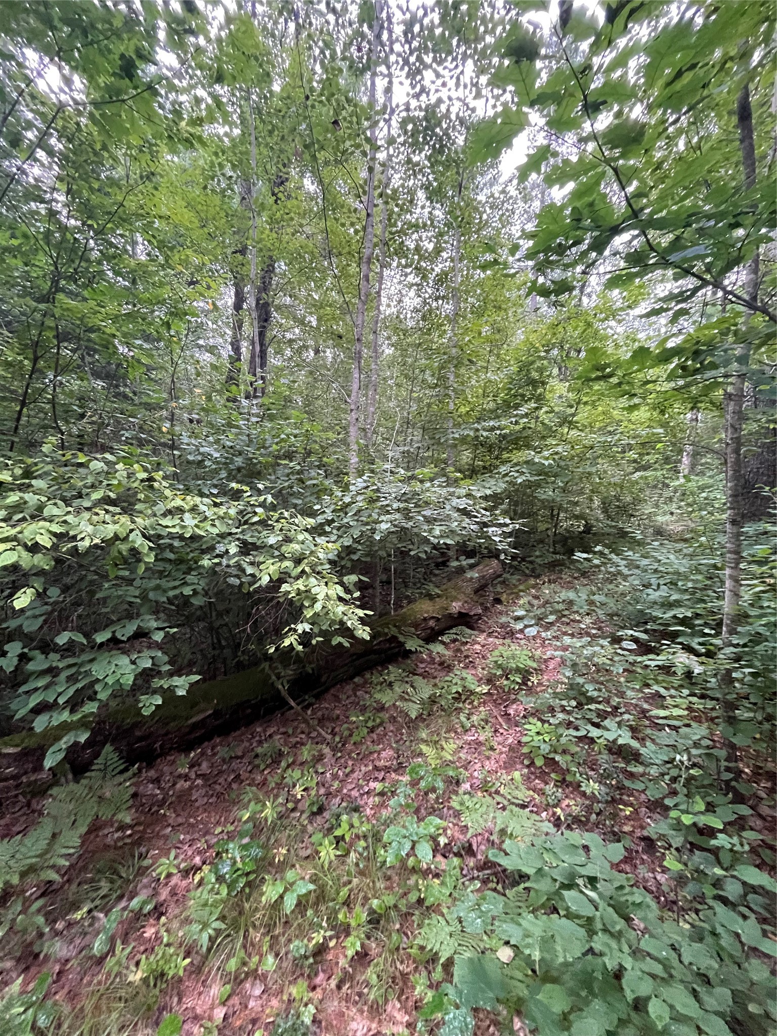 16876 Southview Trail Property Photo 14