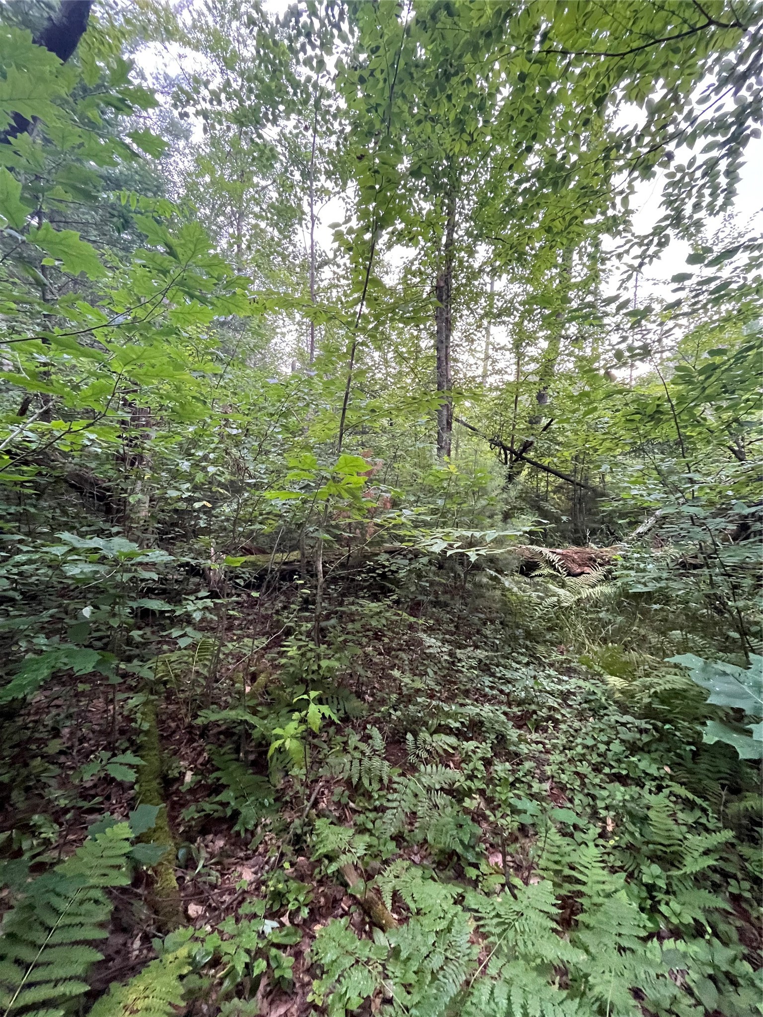 16876 Southview Trail Property Photo 17