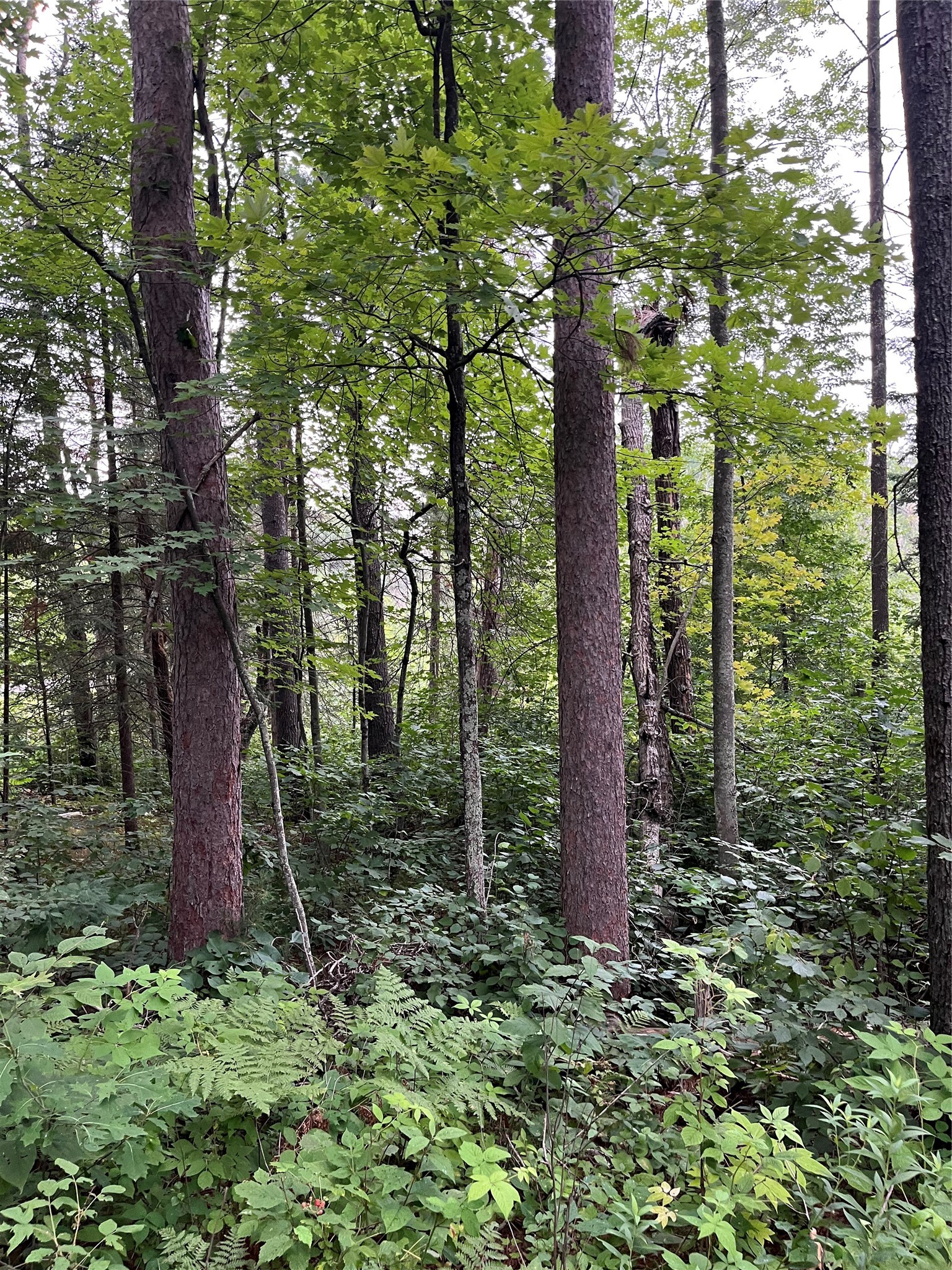 16876 Southview Trail Property Photo 19