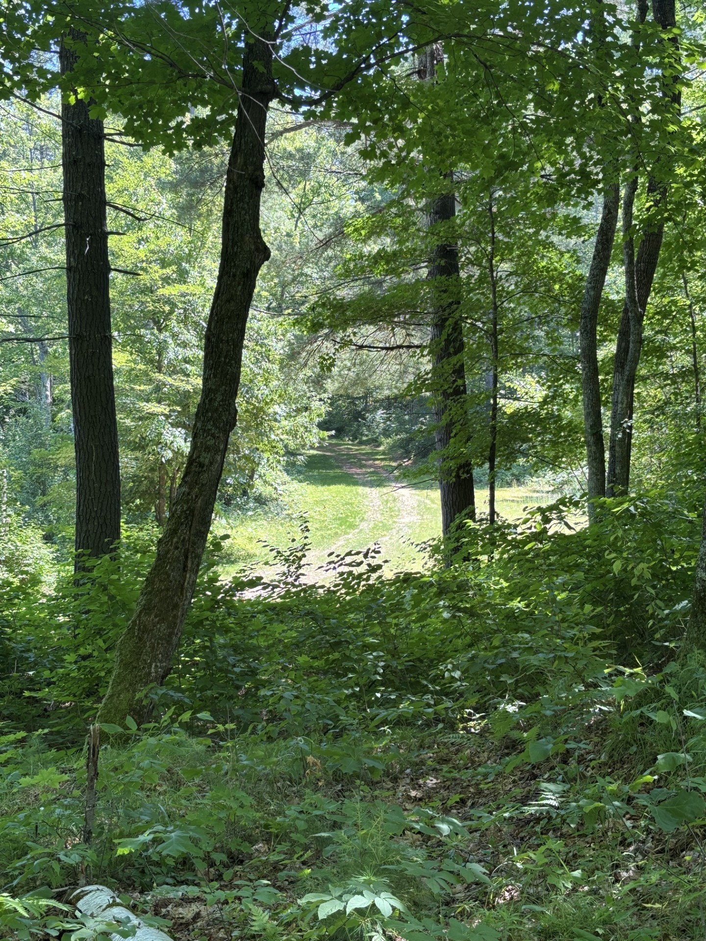 11352n Vasa Road Property Photo 8