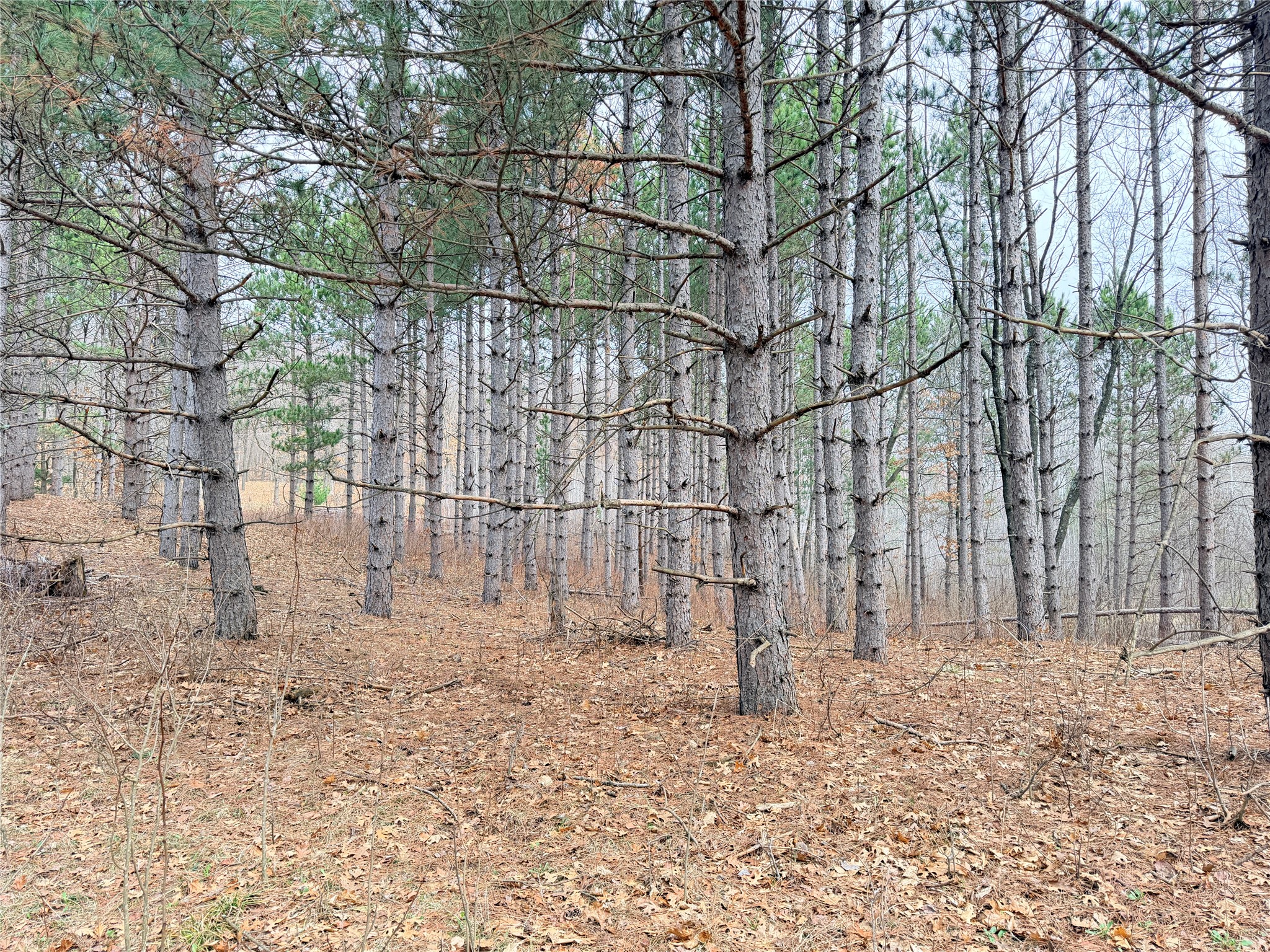 Lot 3 Big Lake Drive Property Photo 5