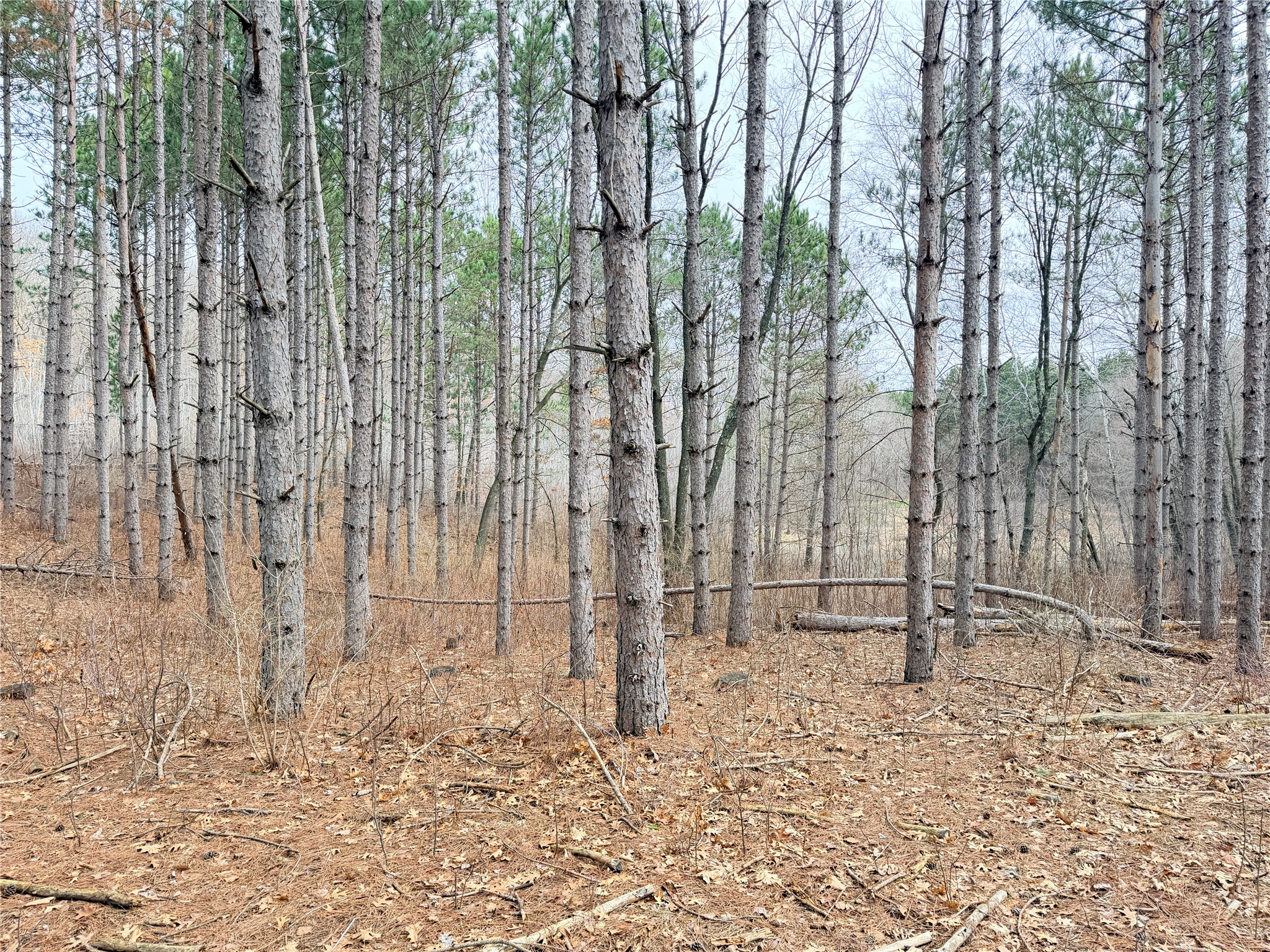 Lot 3 Big Lake Drive Property Photo 7