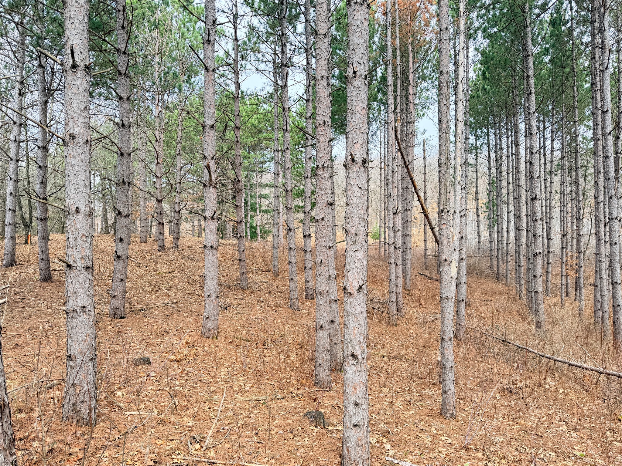Lot 3 Big Lake Drive Property Photo 9