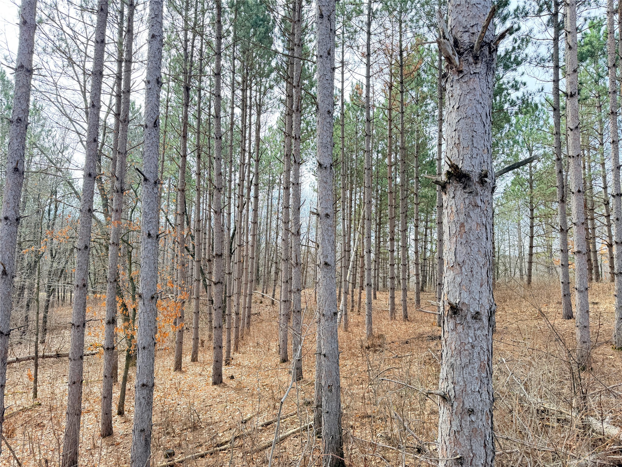 Lot 3 Big Lake Drive Property Photo 11