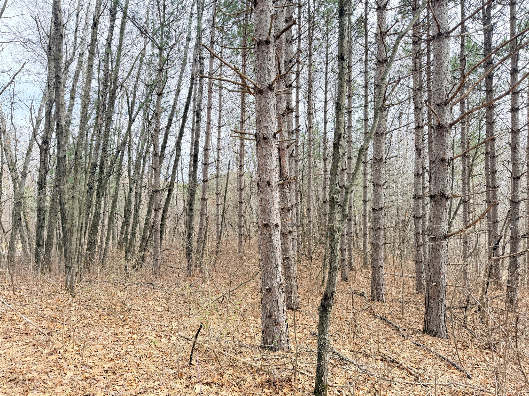 Lot 3 Big Lake Drive Property Photo 21