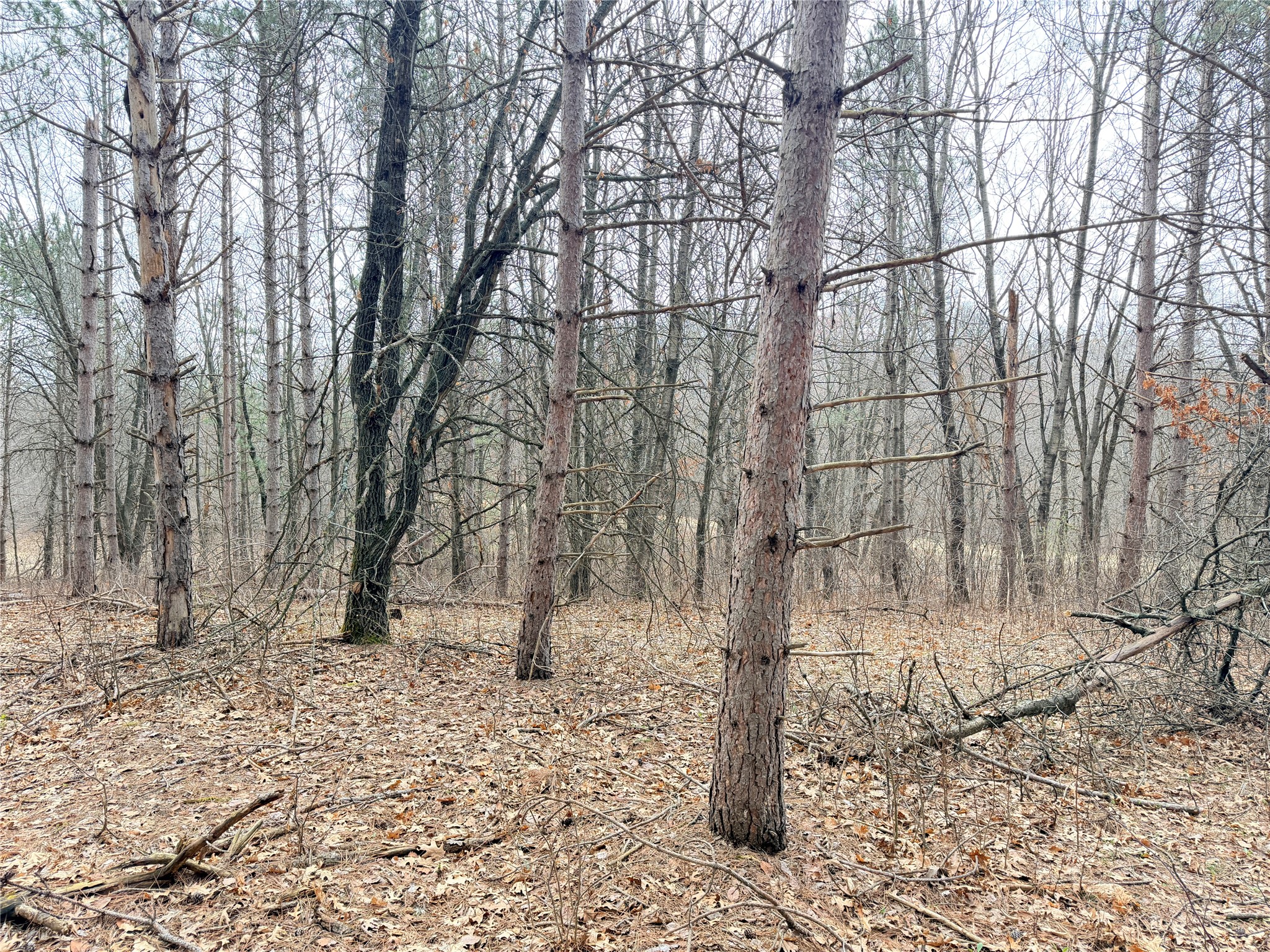 Lot 3 Big Lake Drive Property Photo 23