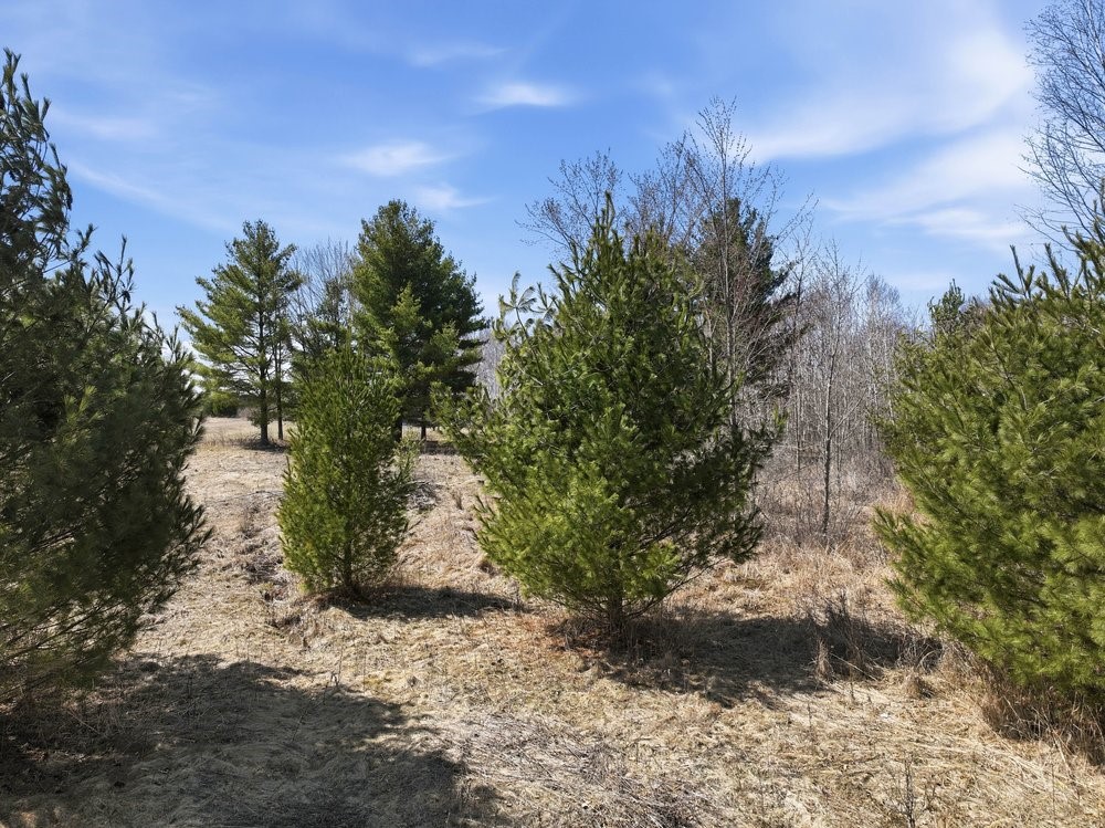 Lot 13 10 1/4 Avenue Property Photo 21