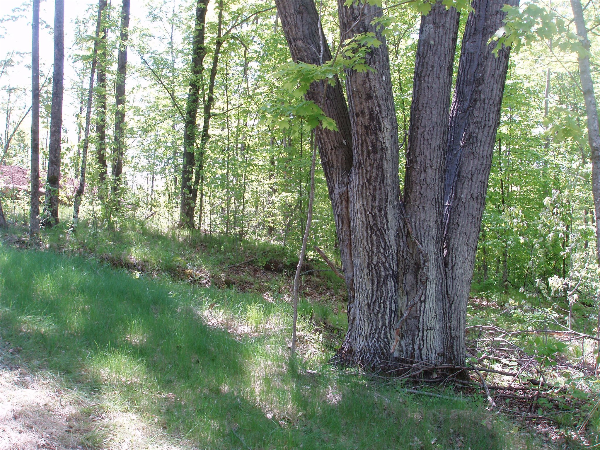Lot 1 On Highway 169 Property Photo 3