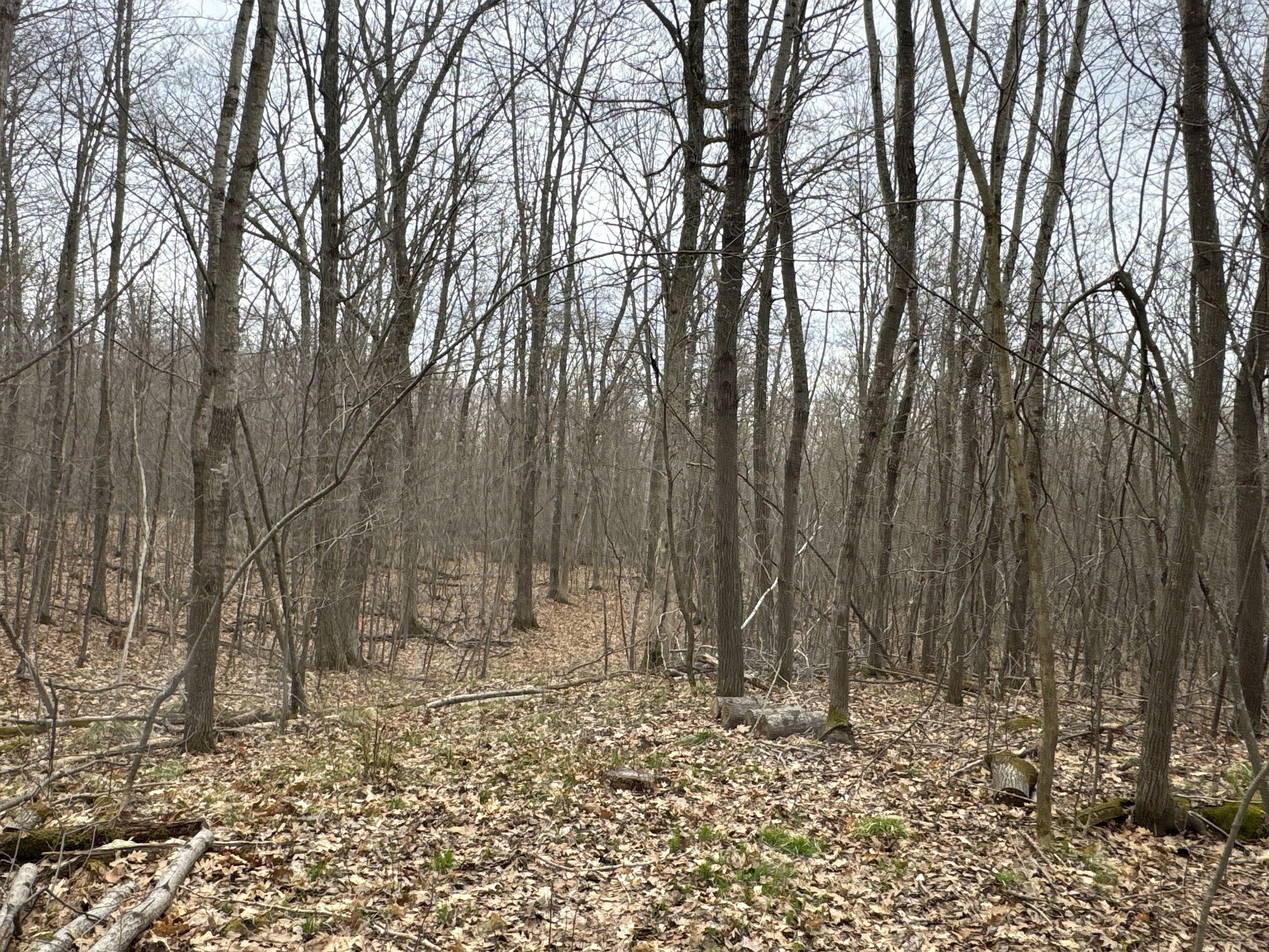 Tbd Barrett Trail Property Photo 13