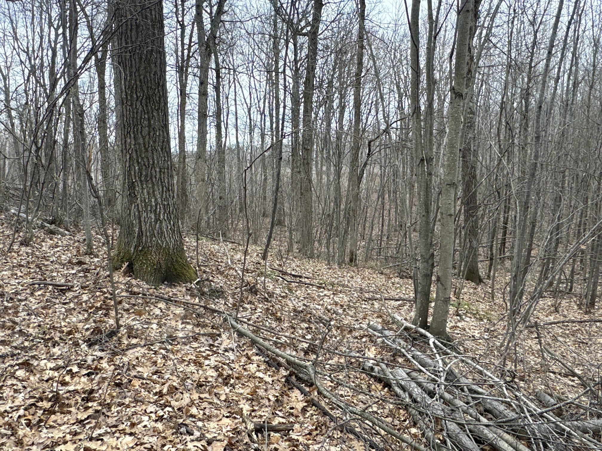 Tbd Barrett Trail Property Photo 15