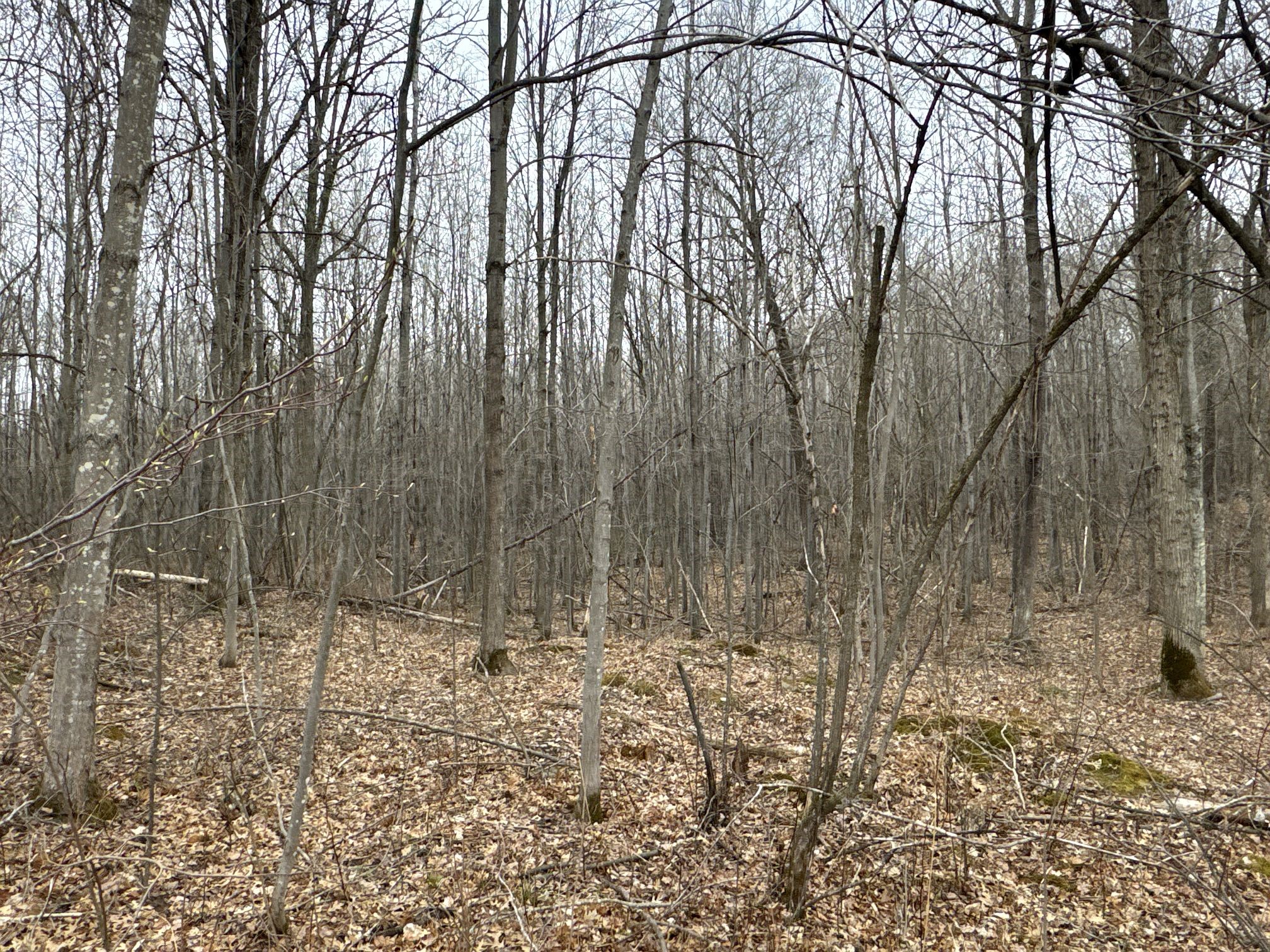 Tbd Barrett Trail Property Photo 16
