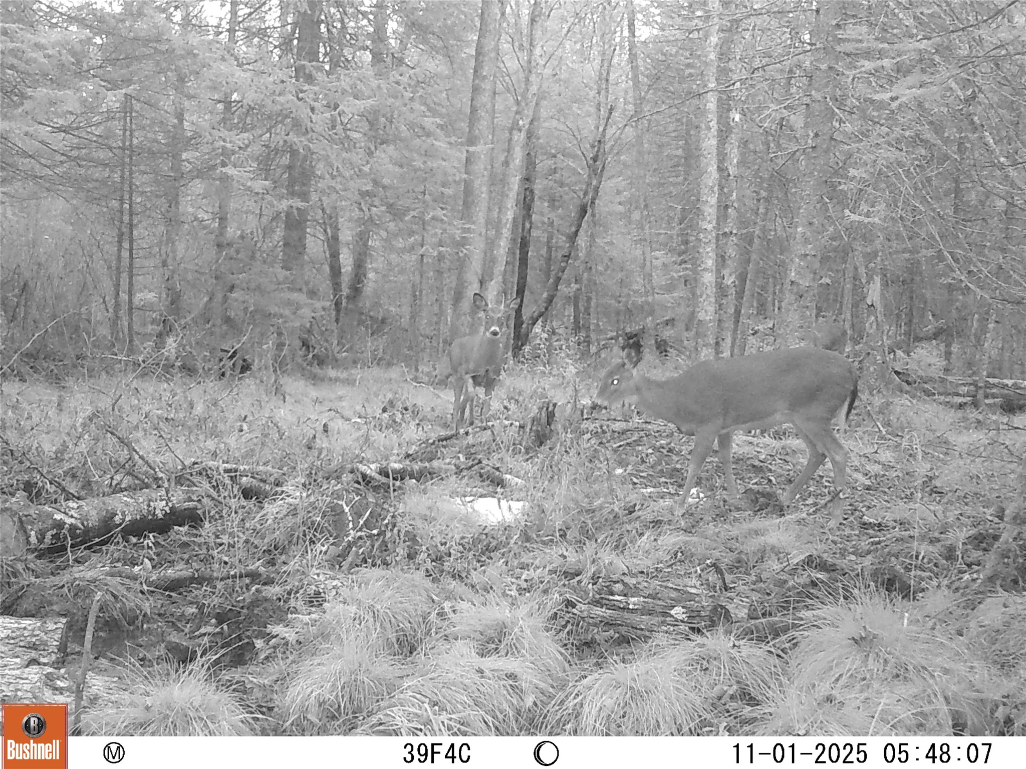 W9798 Fleming Road Property Photo 59