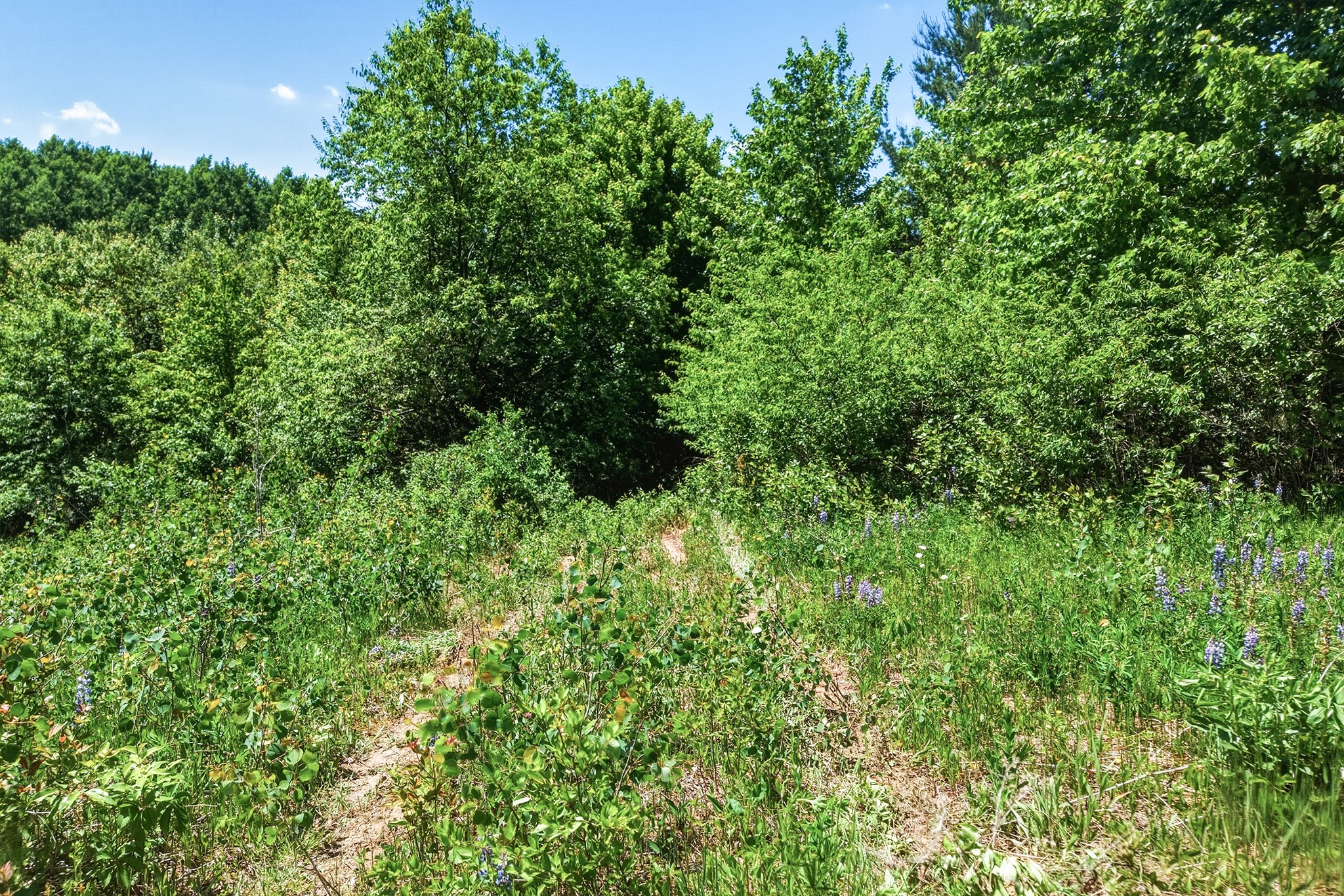 31.69 Acres 80th Avenue Property Photo 20