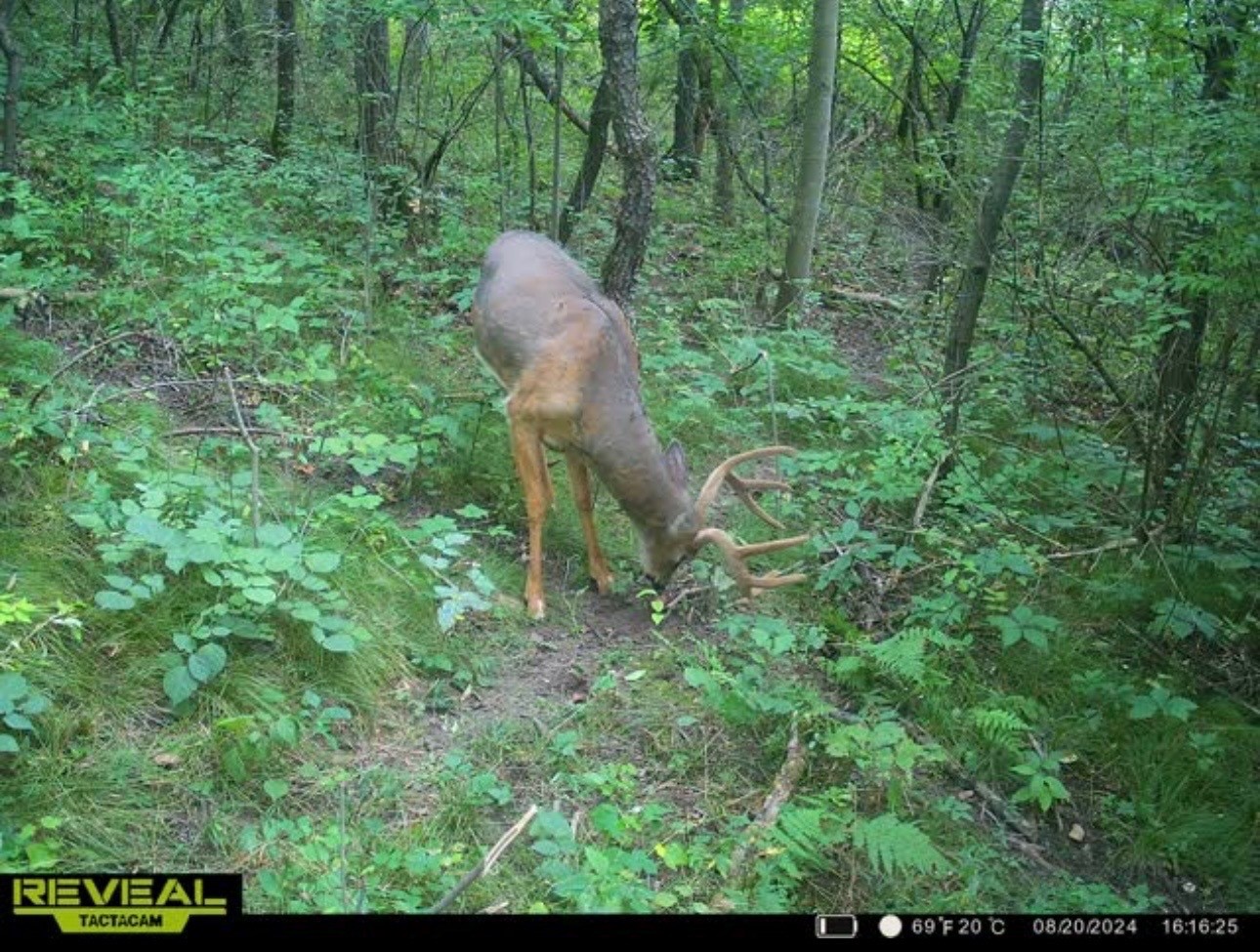 31.69 Acres 80th Avenue Property Photo 51